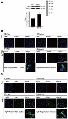 Adiponectin Regulates the Polarization and Function of Microglia via PPAR-γ Signaling Under Amyloid β Toxicity